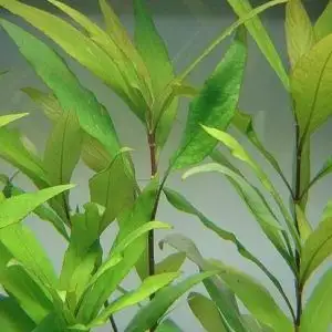 Hygrophila corymbosa