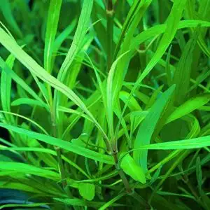 Hygrophila Angustifolia