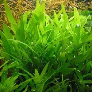 Hygrophila guianensis