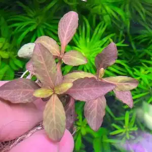 Hygrophila Sp. Quadrivalvis Broad Leaf