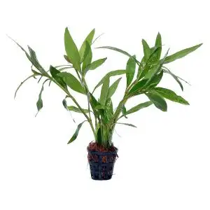 Hygrophila sp. Quadrivalvis 