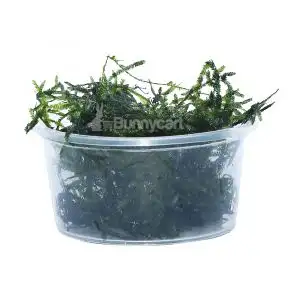 Java moss