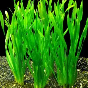 Vallisneria asiatica
