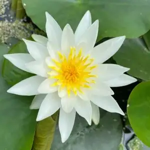 White Water Lily