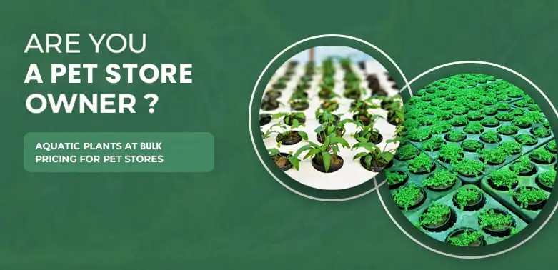 Aquatic_Plants_in_Wholesale_New