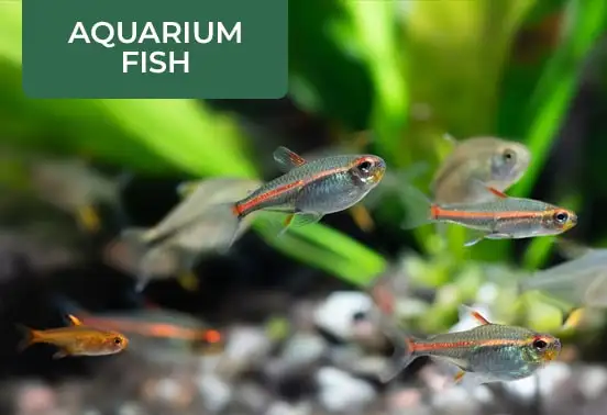 Buy_Aquarium_fish_online