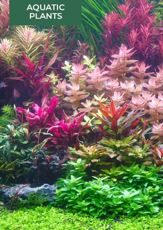 Buy_Aquatic_Plants_online_in_India