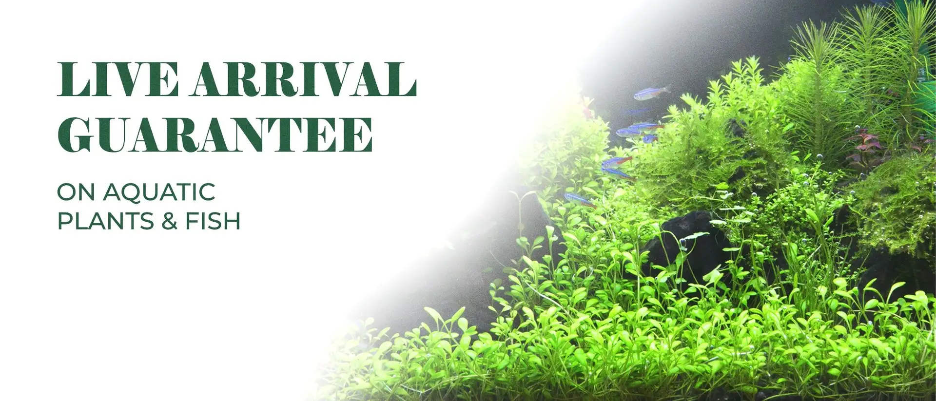 Bunnycart_s_Live_Arrival_Guarantee