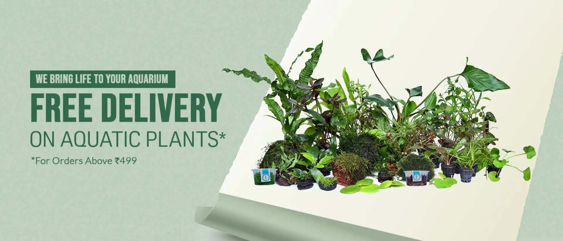 Buy_Aquatic_Plants_online