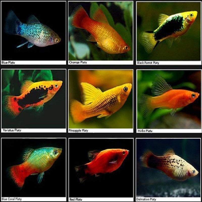 Platy Fish - Buy Platy Fish Online