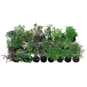 Assorted Wabi Kusa Aquatic Plants