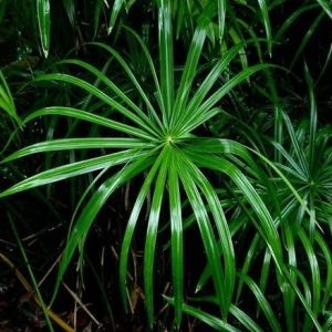 Cyperus alternifolius