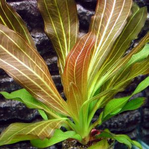 Echinodorus Rubin