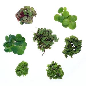 Floating Plants Combo