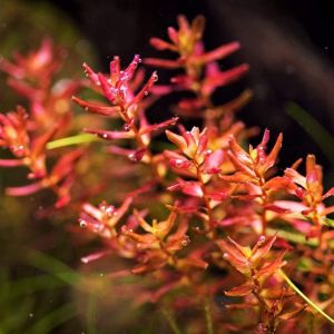 Rotala Macrandra 
