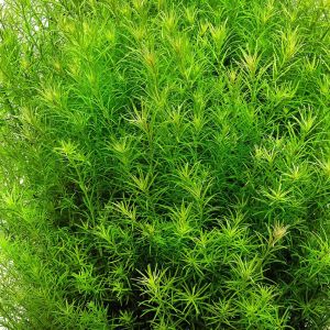 Rotala Nanjenshan