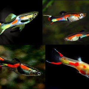 Bulk feeder guppies for sale sale