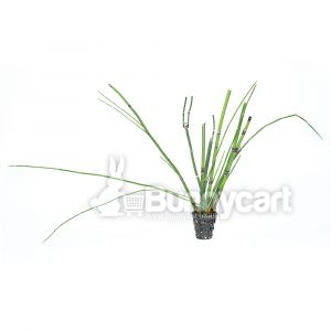 Background Aquatic Plants - Aquatic Plants