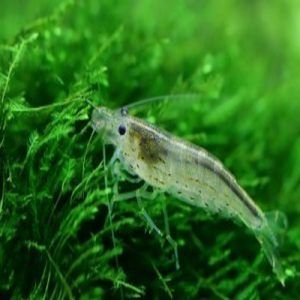 Aquarium fish - Buy Aquarium fishes online