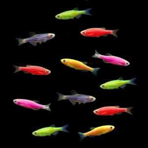 Aquarium fish - Buy Aquarium fishes online