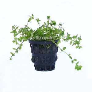 Hemianthus Micranthemoides (Pearl Weed)
