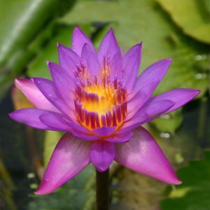 Nymphaea Panama Pacific Water lily