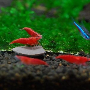 Shrimp for fish tank for sale hotsell