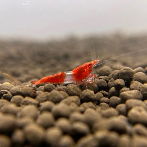 Aquarium store fish online