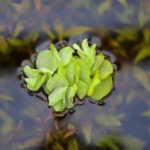 Salvinia natans