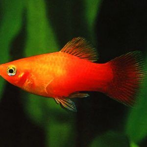 Platy Fish - Buy Platy Fish Online