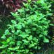 Acmella repens
