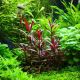 Alternanthera reineckii “Lilacina”