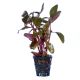 Alternanthera sessilis Purple
