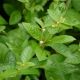 Alternanthera Ficoidea