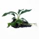 Anubias barteri var. glabra