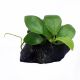 Anubias nana gold