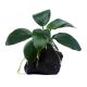 Anubias nana 'Long Wavy'