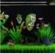 Aquarium floating rock