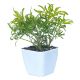Aralia Golden Plant