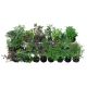 Assorted Wabi Kusa Aquatic Plants