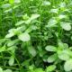 Bacopa monnieri