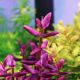 Bacopa Salzmannii 'Purple' (SG) - Tissue culture Aquatic Plant