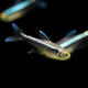 Black Neon Tetra
