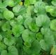 Centella asiatica