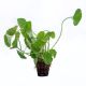 Centella asiatica