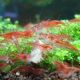 Cherry Shrimp