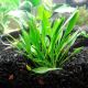Cryptocoryne parva