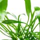 Cryptocoryne Lucens