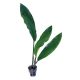 Cryptocoryne Pontederiifolia