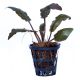 Cryptocoryne wendtii Tropica